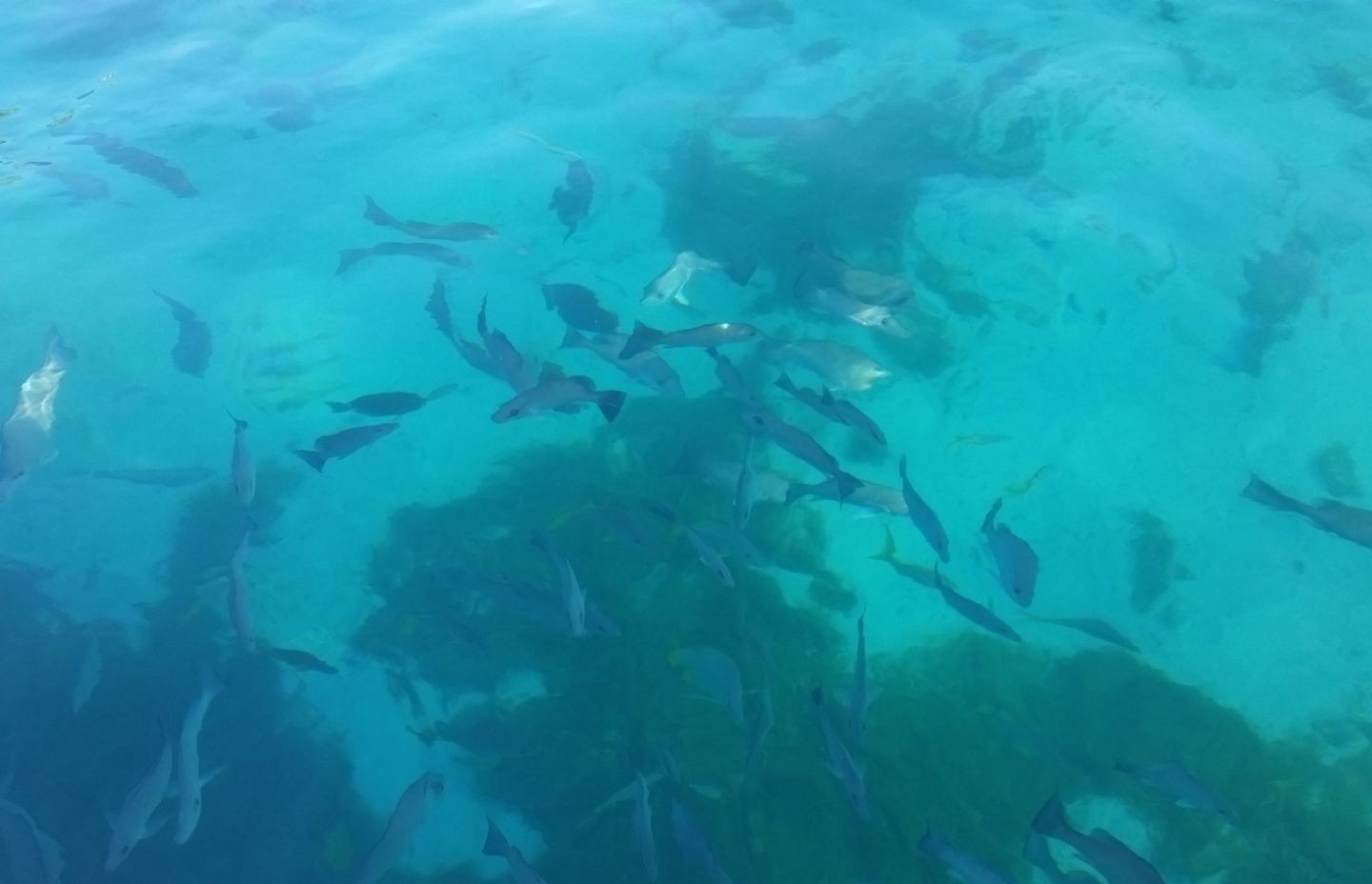 Fishing in Nassau