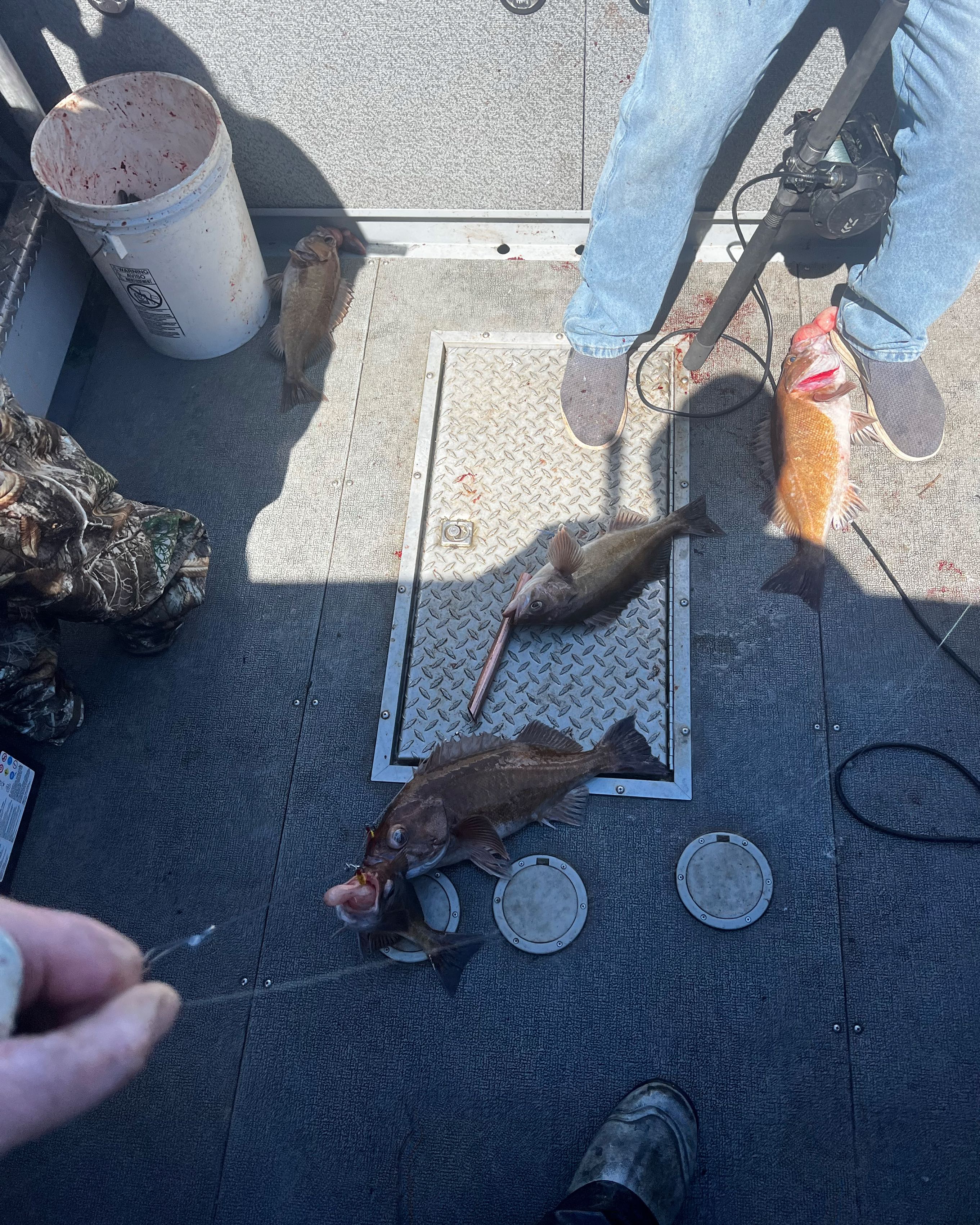 Three white catfish caught fishing in OR