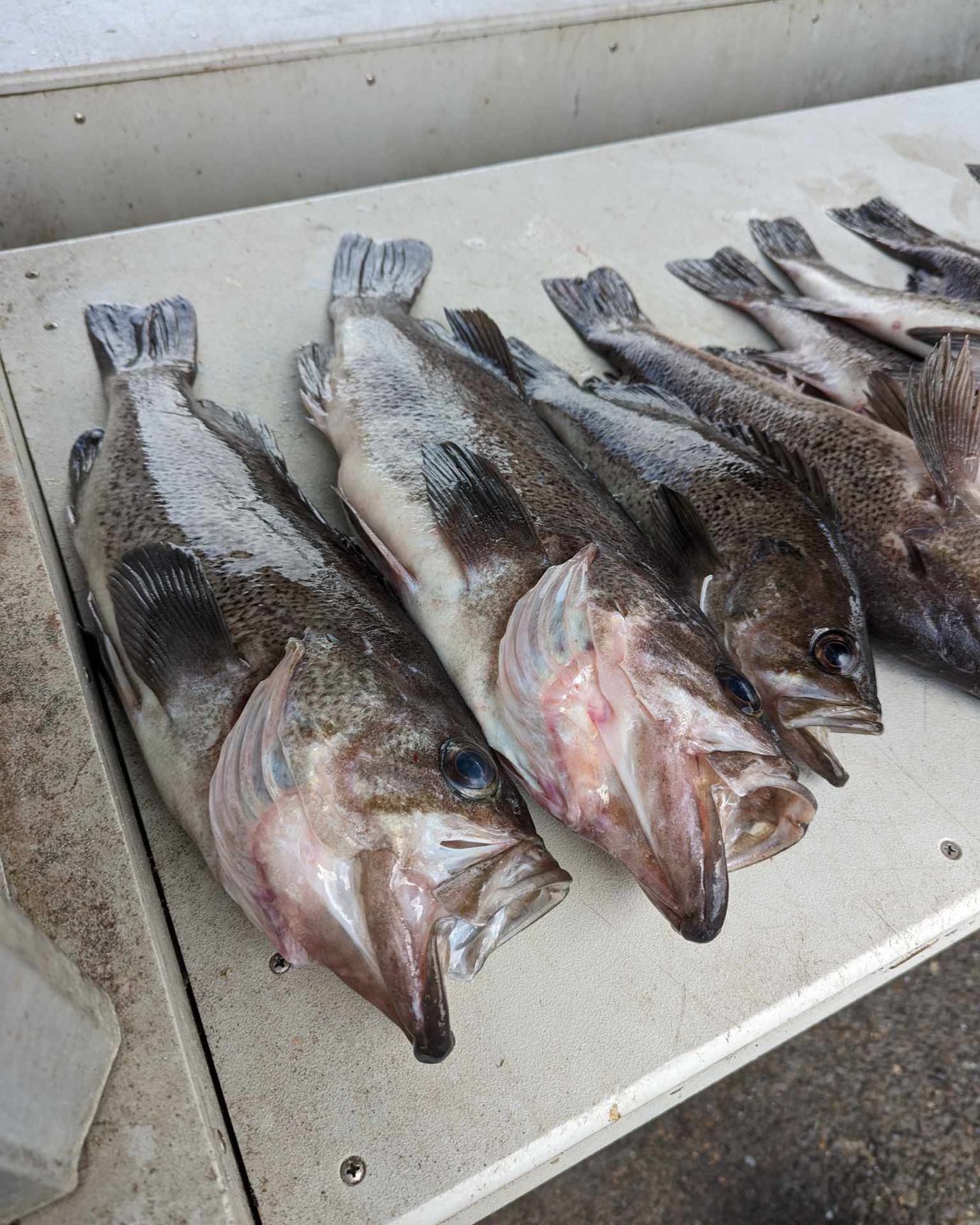 Two fish caught while fishing in Roseburg