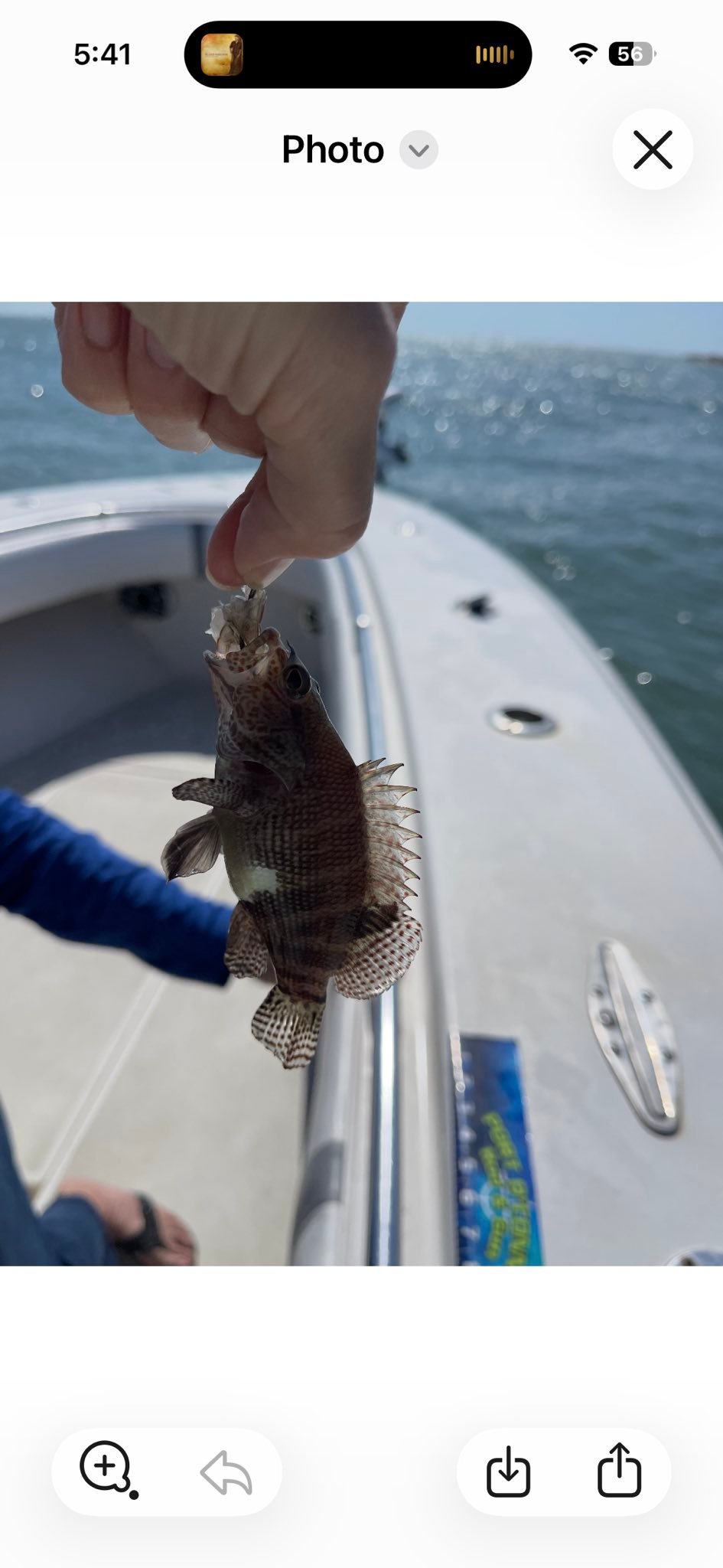 Black sea bass caught while fishing in Port O'Connor TX waters