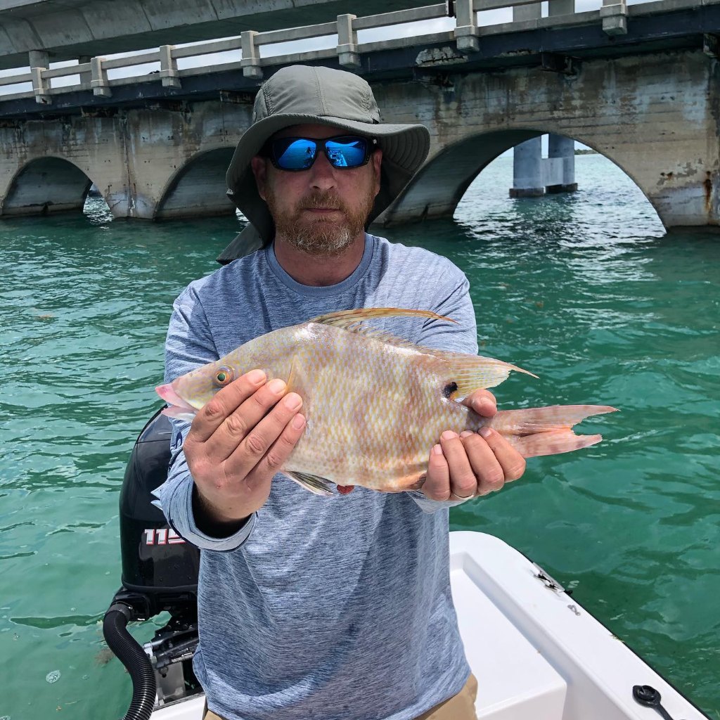 Hogfish caught in FL by angler