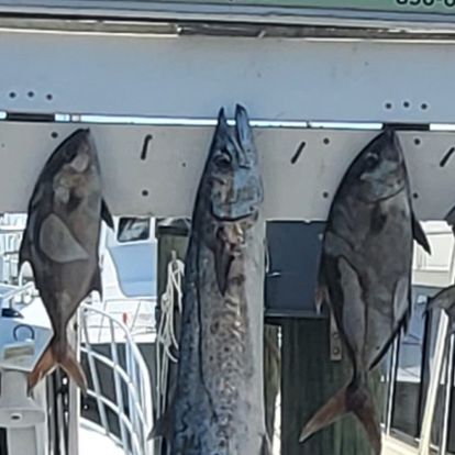 3 fish caught while fishing in Destin