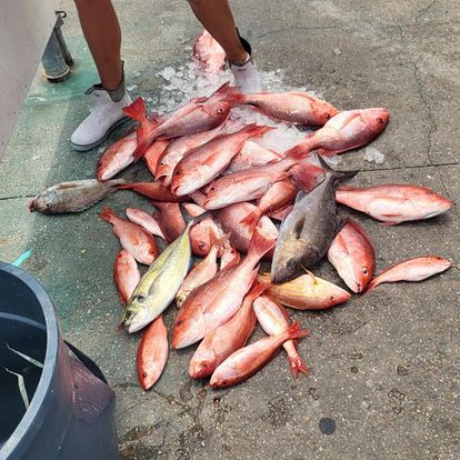 Five Greater Amberjack fish caught while fishing in FL