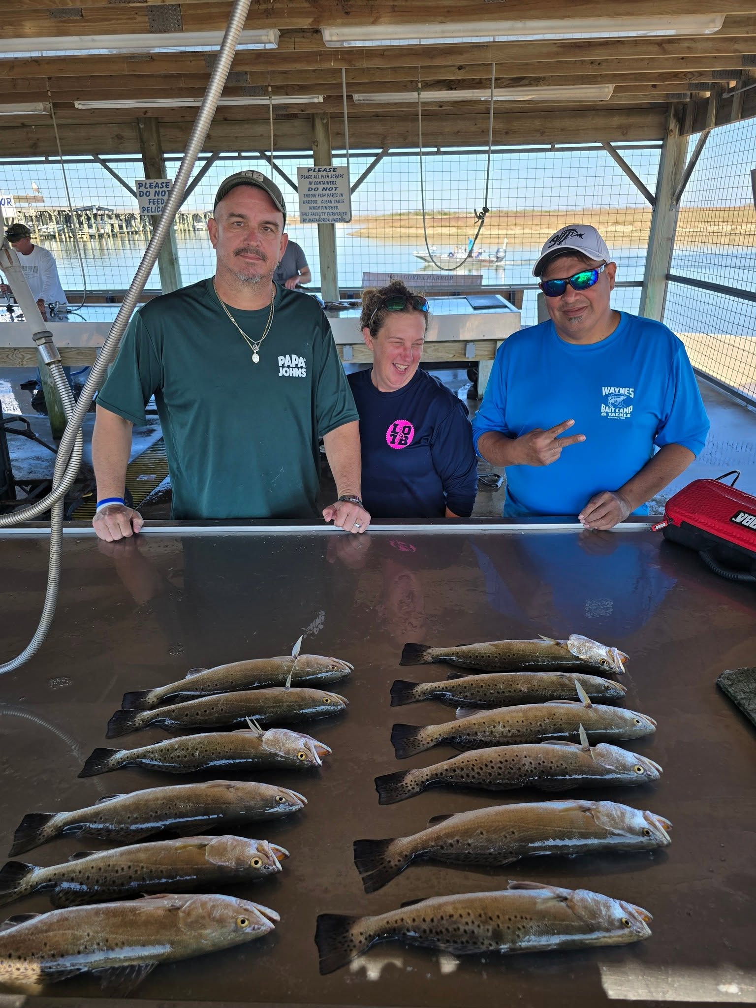 Fresh caught speckled trout lined up on cleaning table at fishing dock in Sargent TX