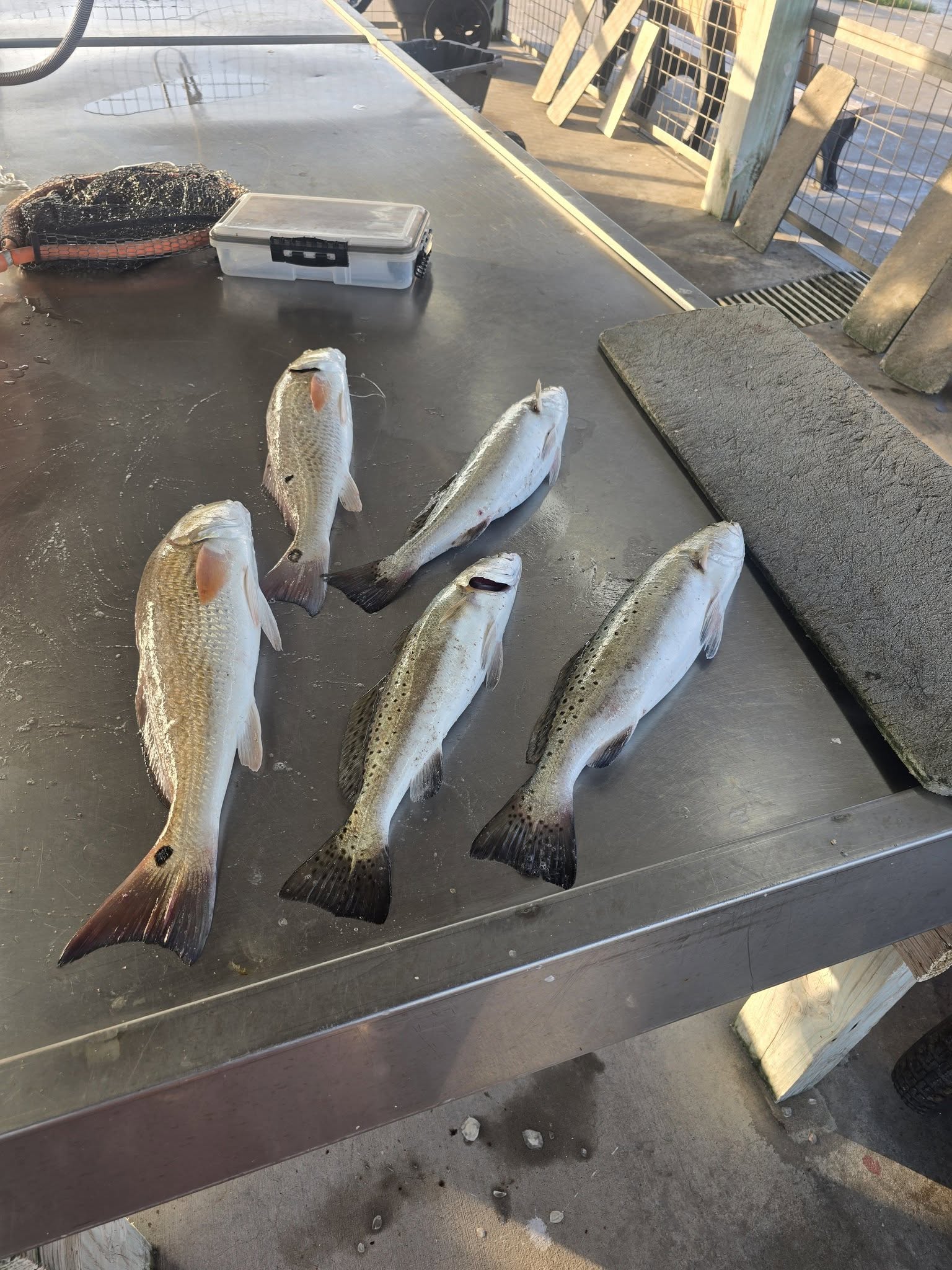 Five fresh caught fish including speckled trout and redfish laid out on boat deck in Sargent TX