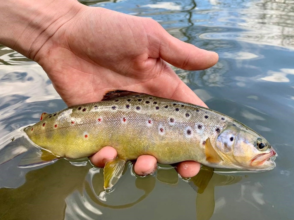 A Sea Trout caught while fishing in Sheboygan