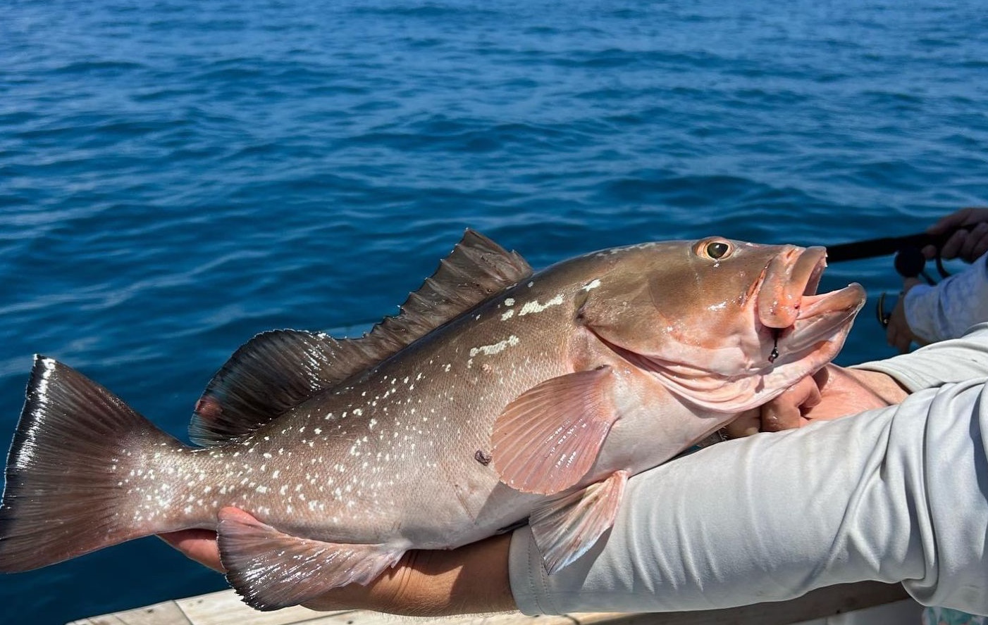 One fish at Stock Island