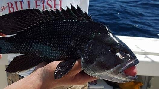 Sea bass caught while fishing in SC