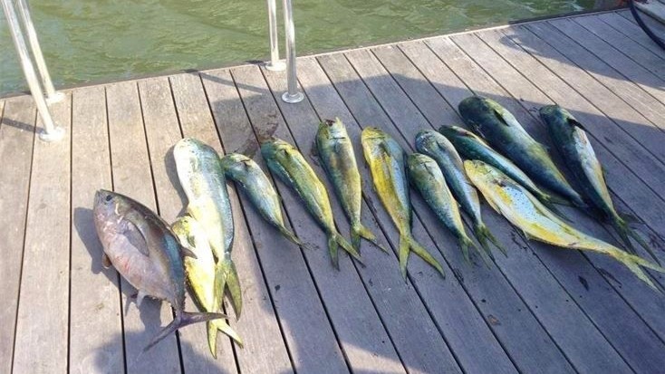 6 yellowfin tuna fish in SC