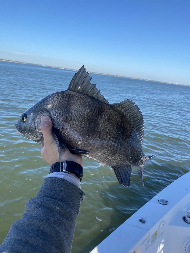 A stunning black drum fish caught at Kure Beach