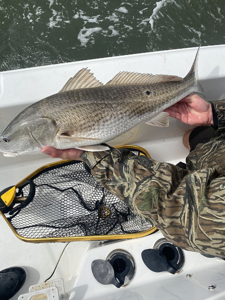 Redfish caught in NC