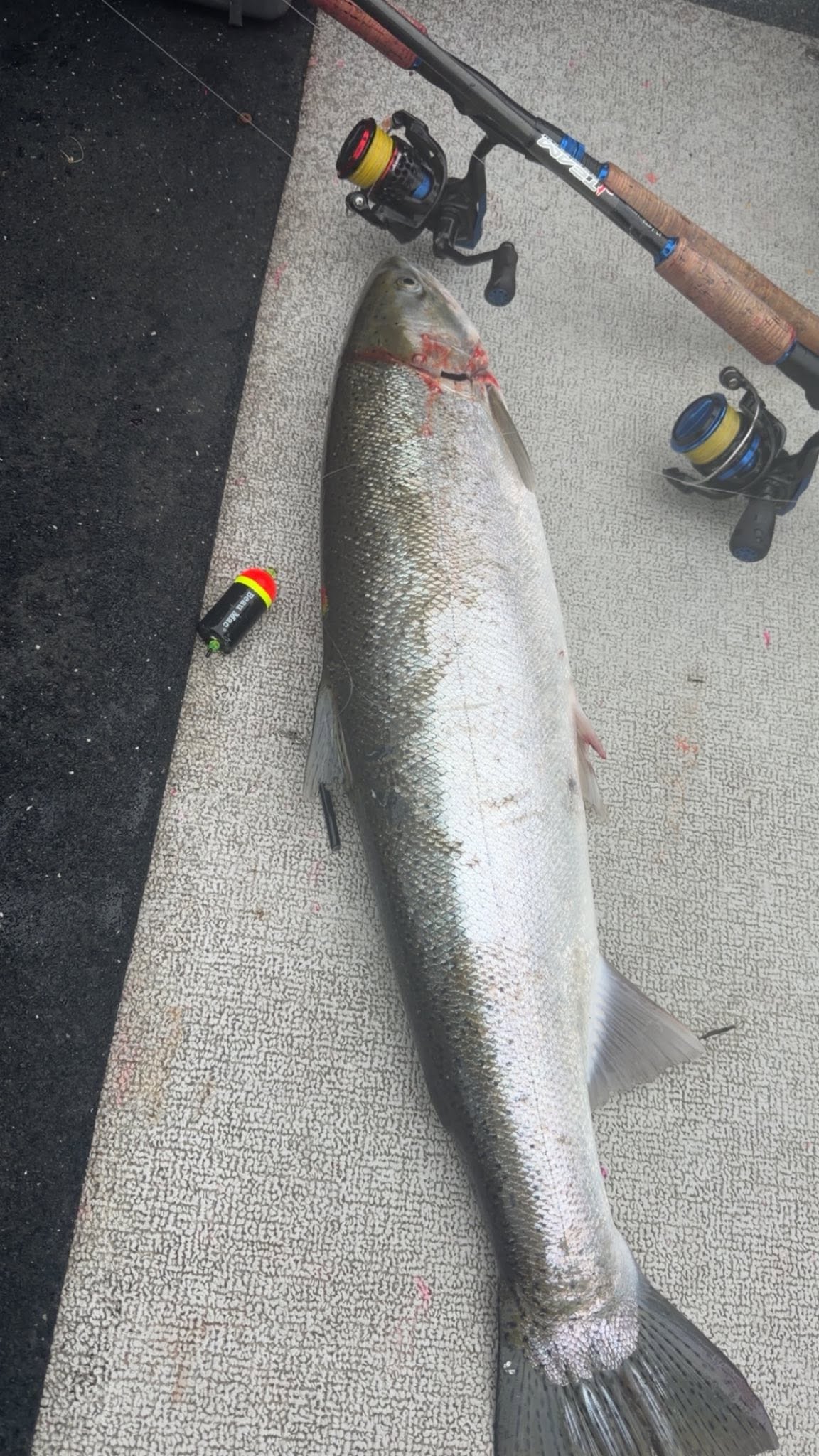 Large coho salmon caught fishing in Montesano Washington with fishing rods and reels on dock
