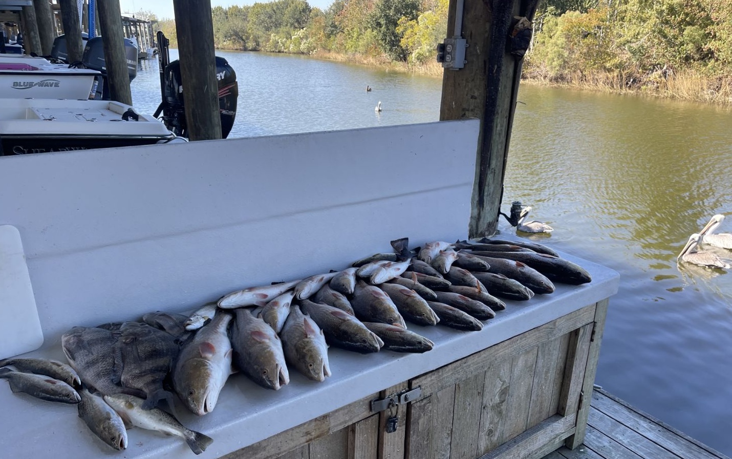 Two fish caught on a fishing trip in LA