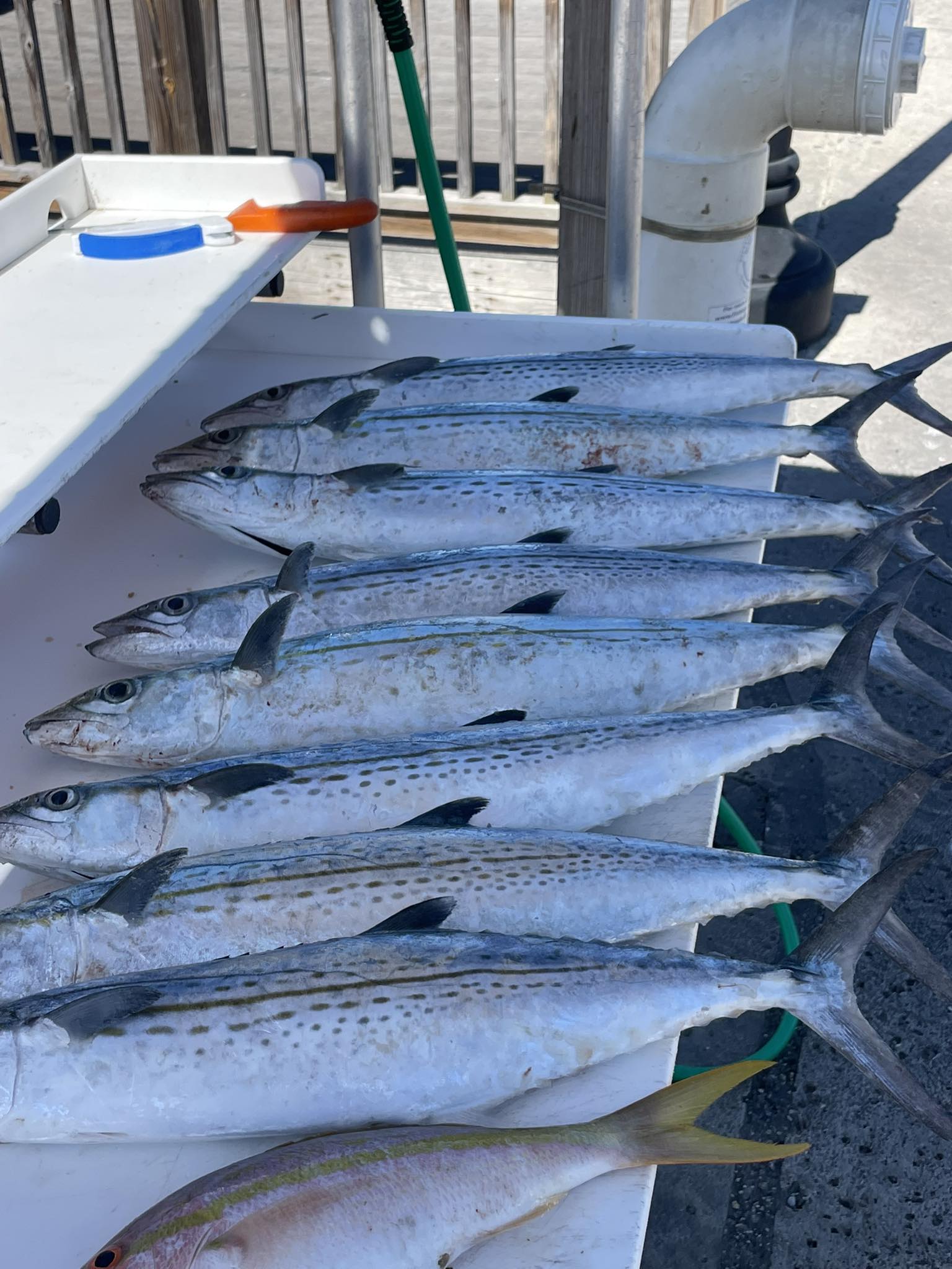 Fresh caught yellowfin, cero mackerel, and spanish mackerel displayed on boat deck in Key West FL