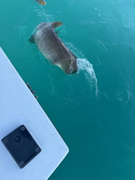 Large shark swimming near fishing boat in turquoise waters off Key West Florida