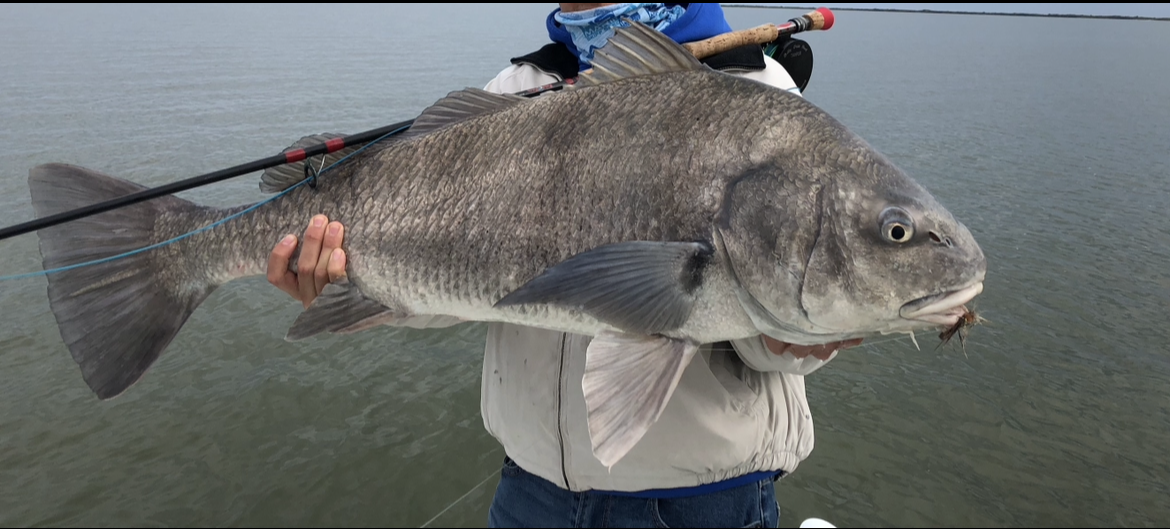 Photograph of a black drum fish caught in St. Petersburg