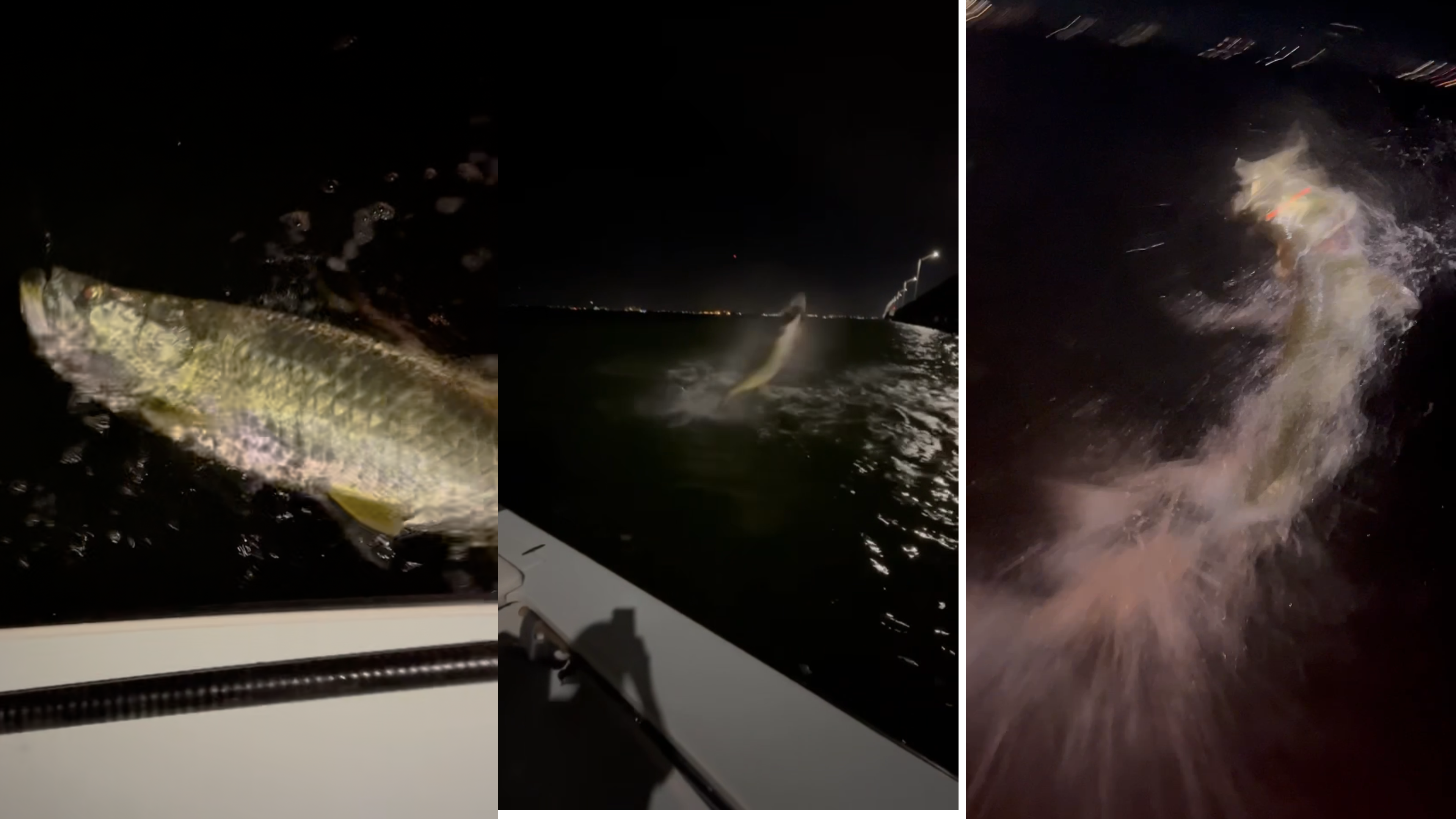 Night tarpon sight casting inshore fishing trip - 60-100 lb fish in dark waters