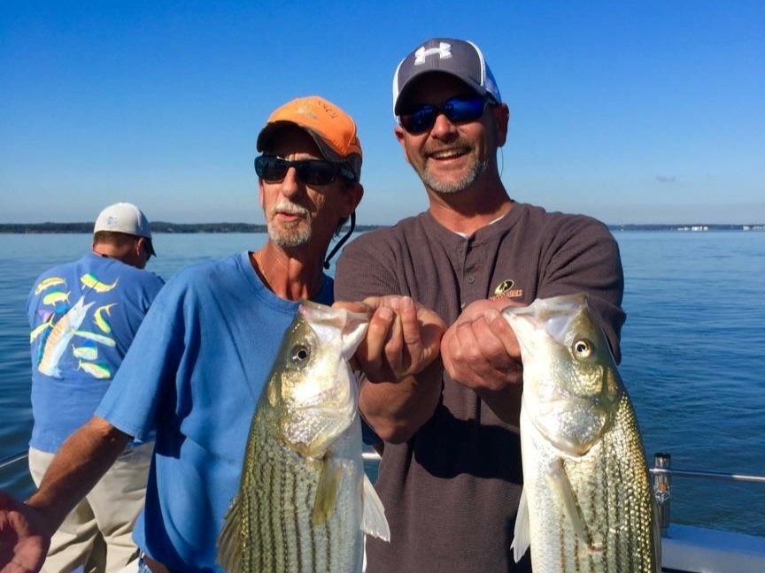 Two striped bass and white bass, 36 inches long, caught in VA
