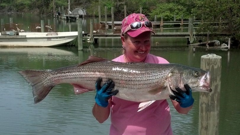 Striped bass caught by angler in Lewisetta