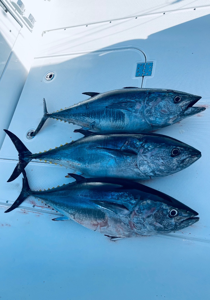Cape Cod Tuna Fishing