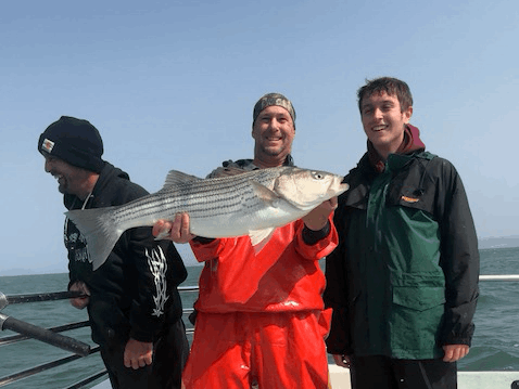 Striped bass caught in CA