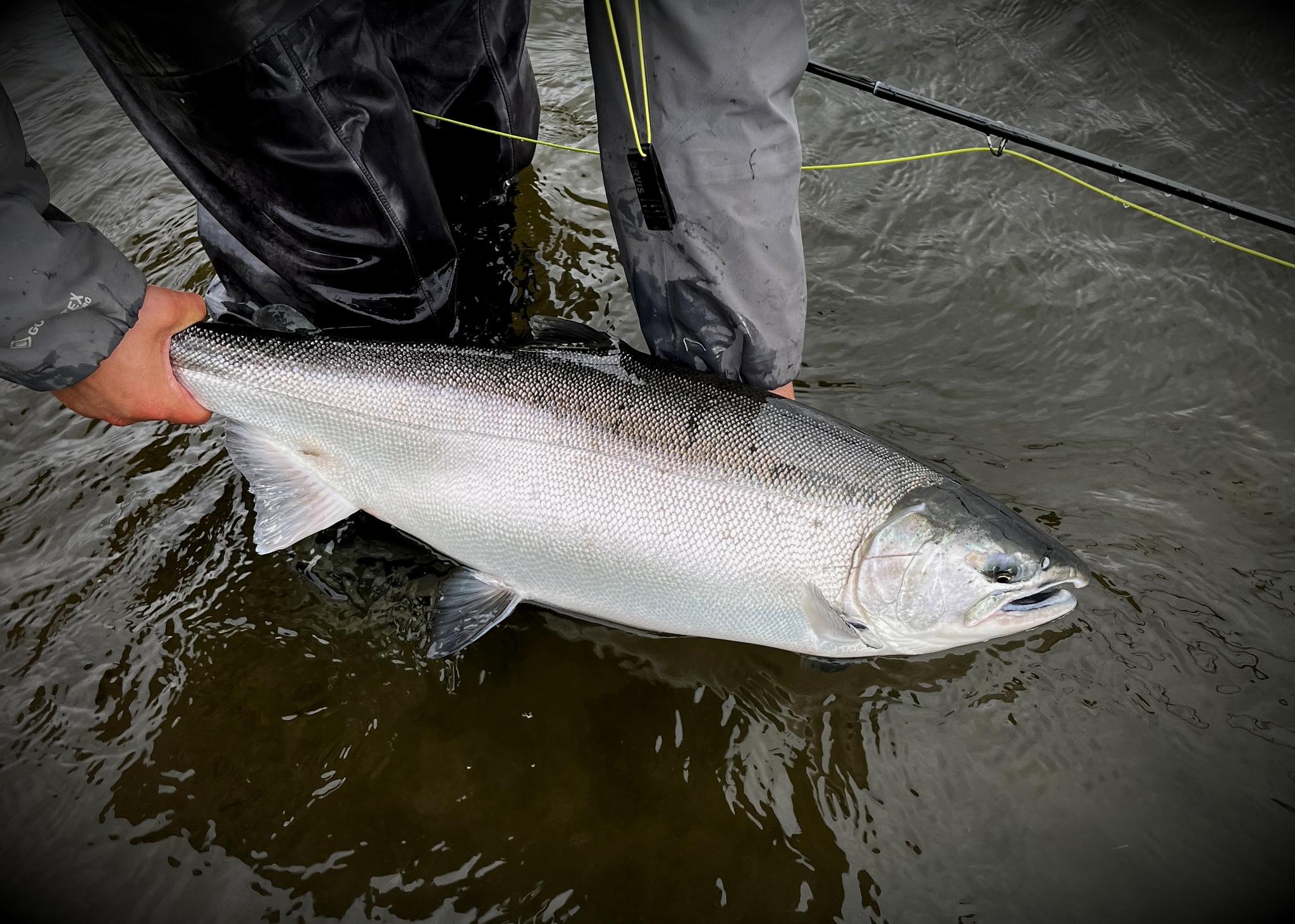 Chinook Salmon caught while fishing in Alaska