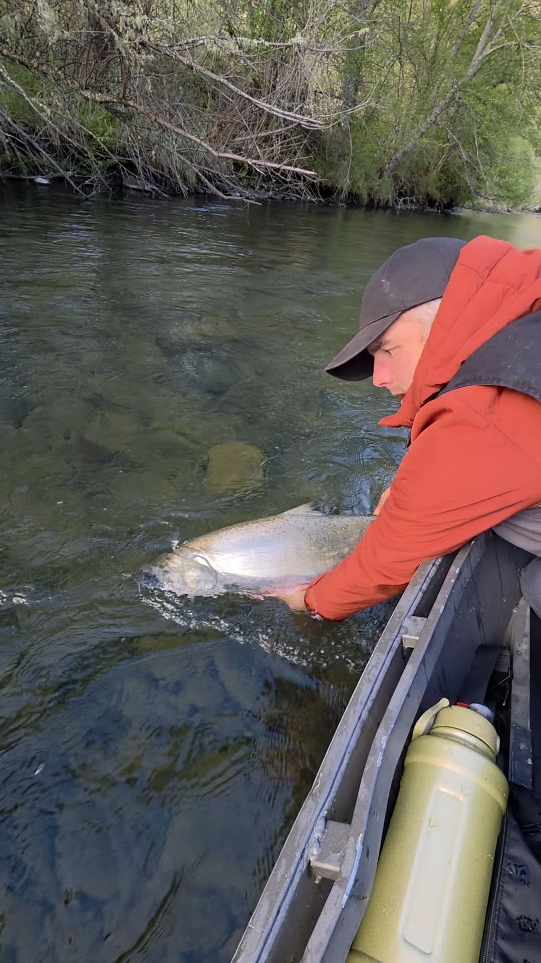 Coho salmon being released into river during fishing tour in Central Point Oregon