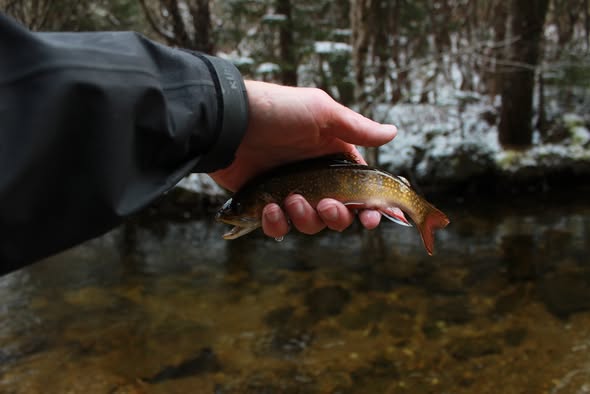 One fish caught at Flat Rock
