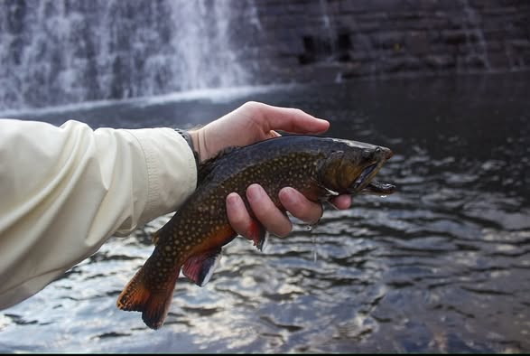 Fishing in NC