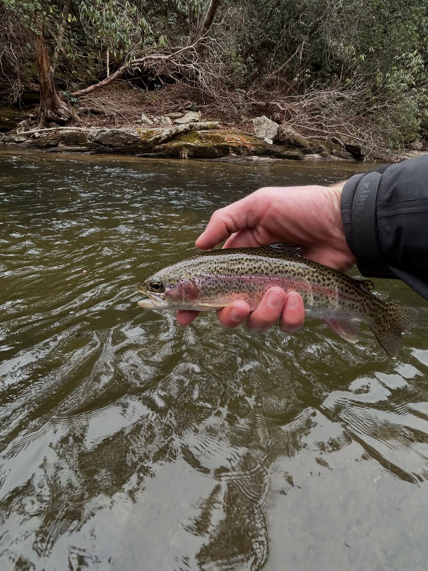 Rainbow trout caught at Flat Rock
