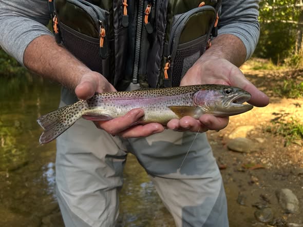 Stunning rainbow trout caught in NC