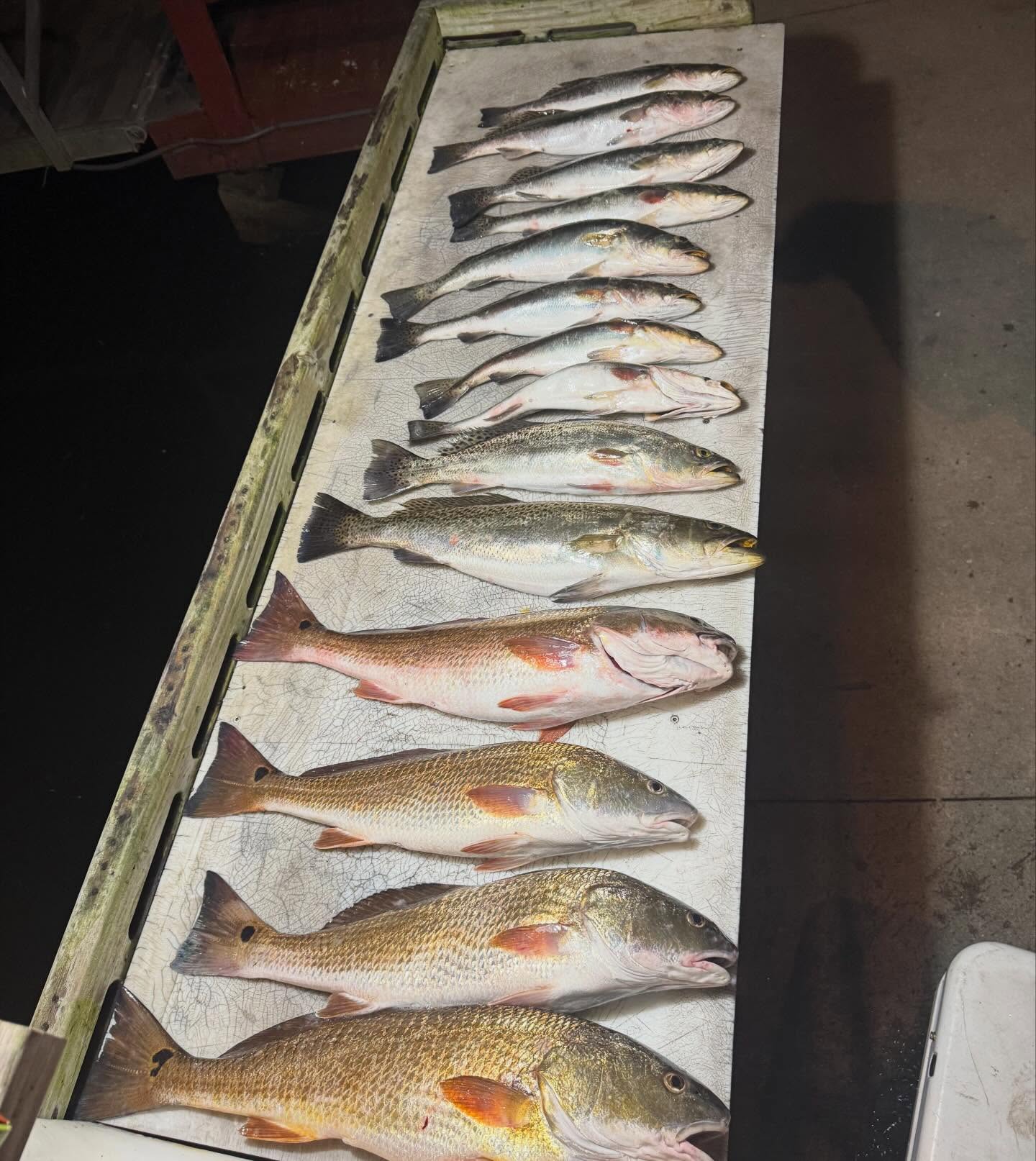 Fresh caught redfish and speckled trout displayed on cleaning table in Spring Hill Florida