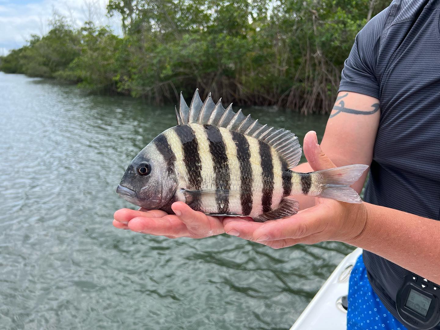 Sheepshead fish caught in Melbourne