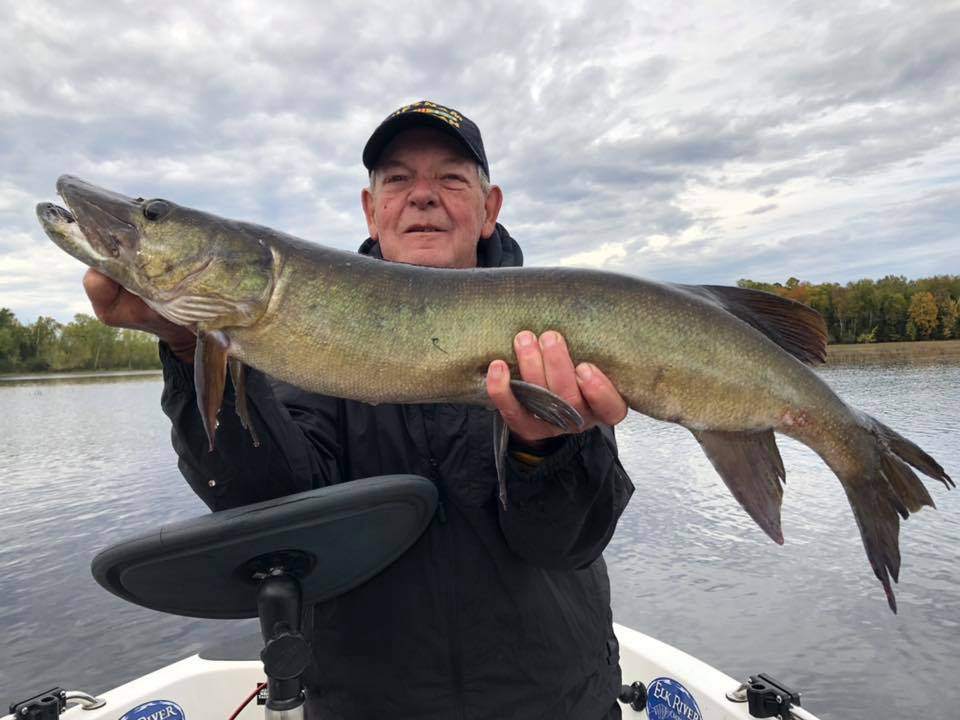 A single muskellunge, a large freshwater fish, caught in the Phillips area