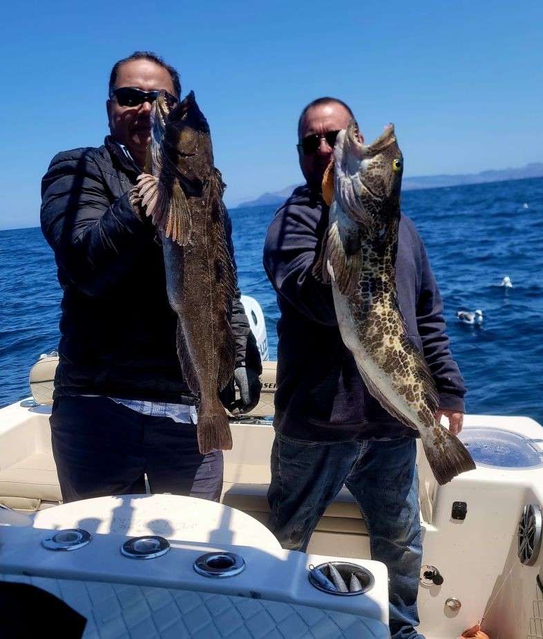 Two large lingcod caught fishing in Santa Barbara CA waters displayed on boat deck