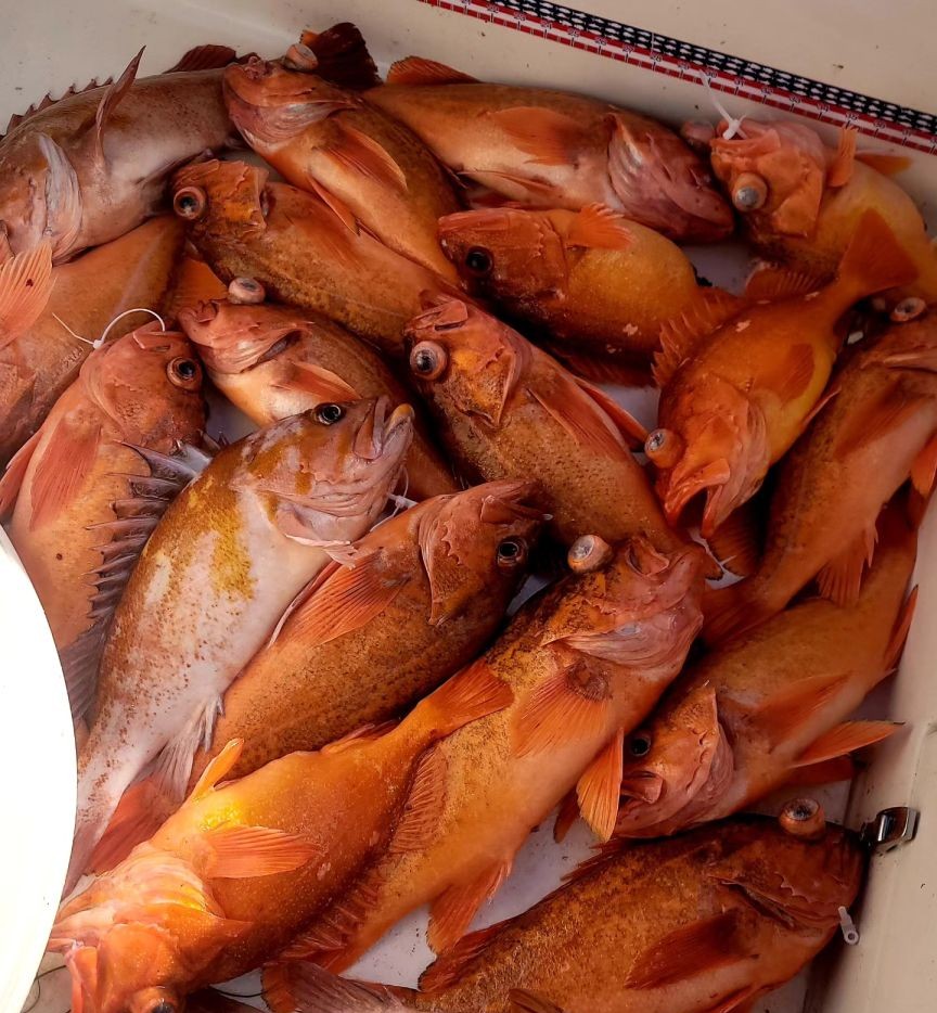 Fresh caught copper rockfish and vermilion rockfish in cooler from Santa Barbara CA fishing trip