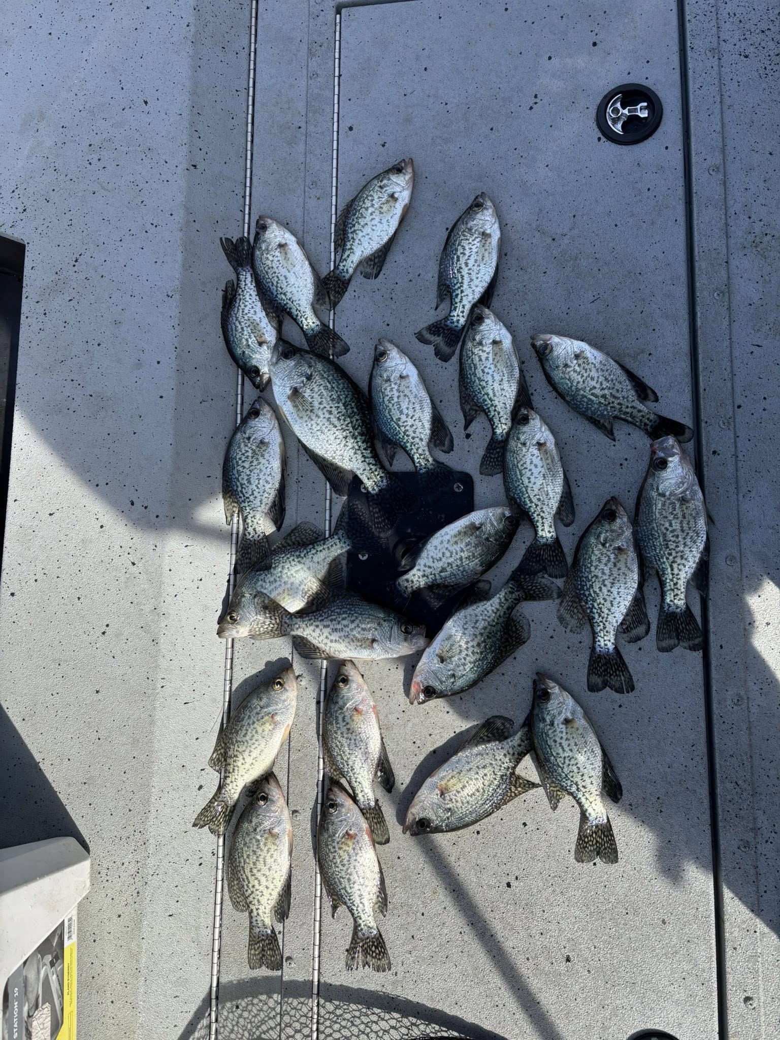 Image of 4 bluegill and crappie fish caught in Clover