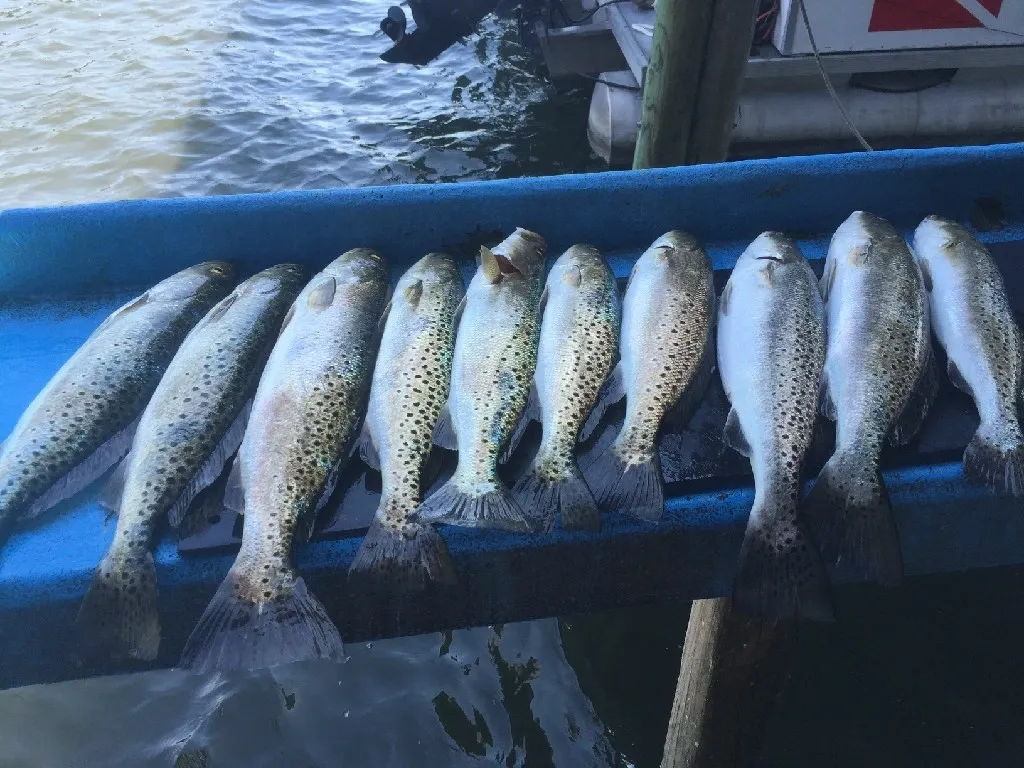 Seven spotted weakfish caught in Crystal River