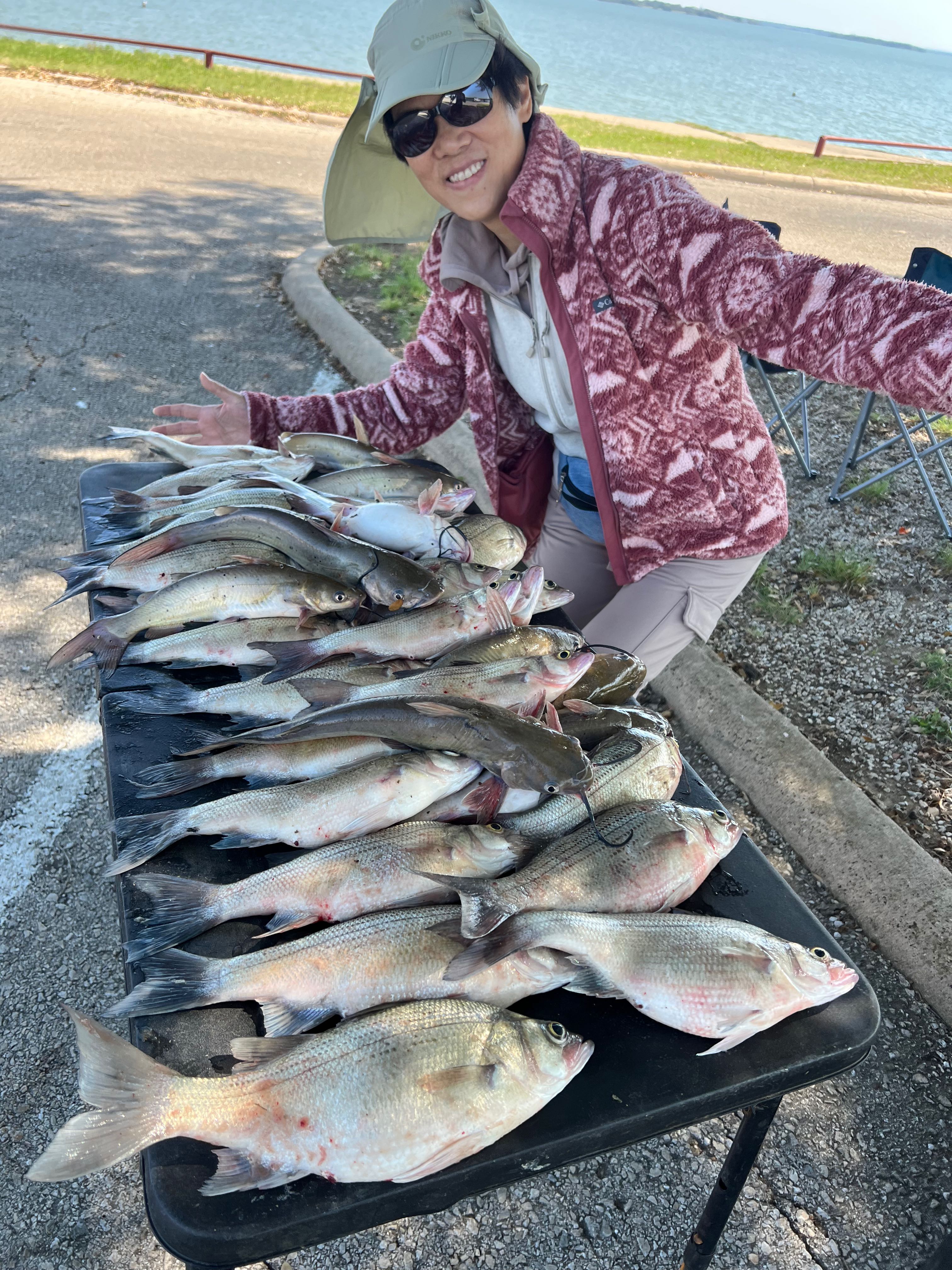 Large catch of white bass and channel catfish displayed on black table in Wylie TX