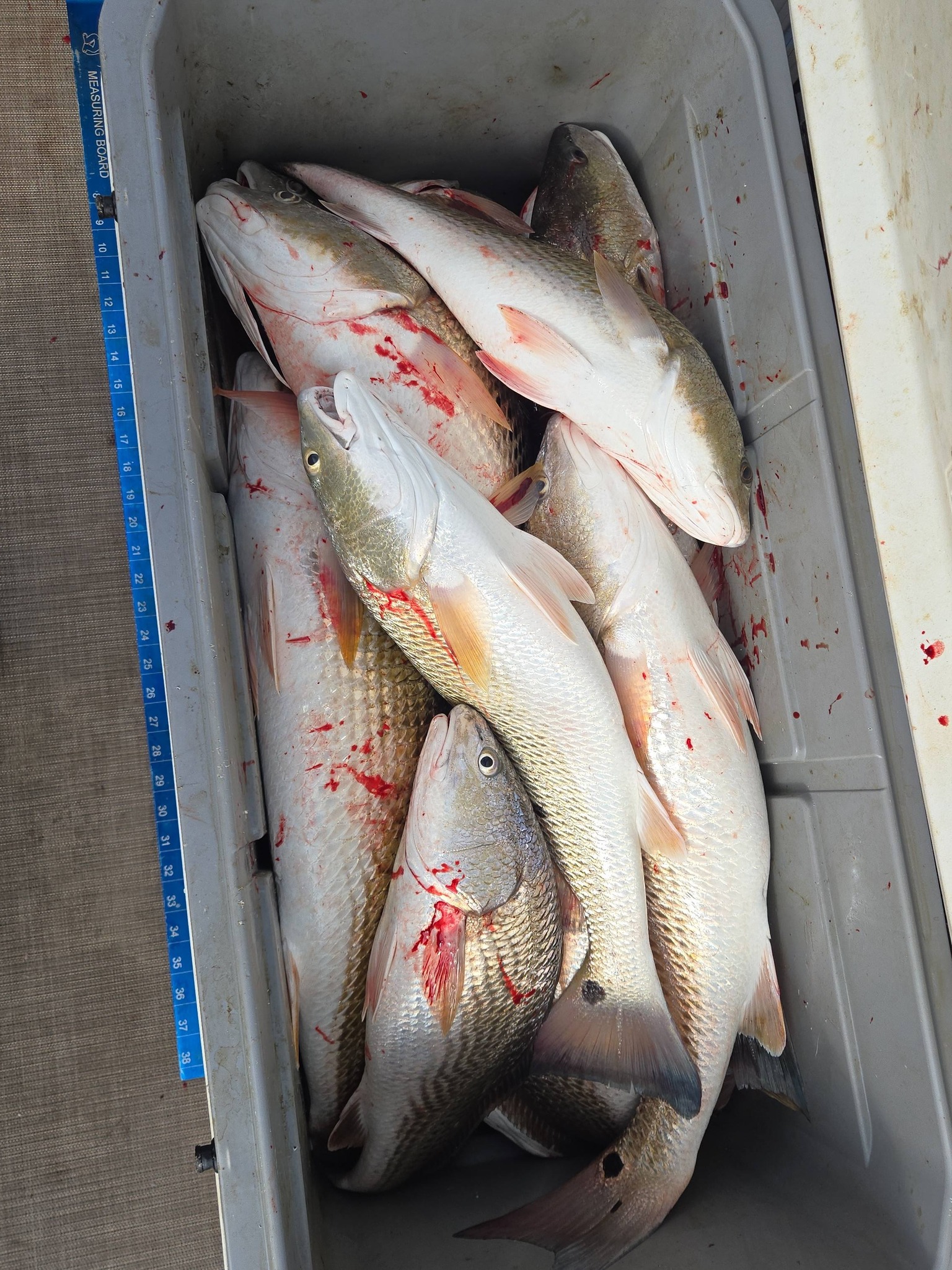 Fresh caught redfish in cooler from San Antonio TX fishing trip