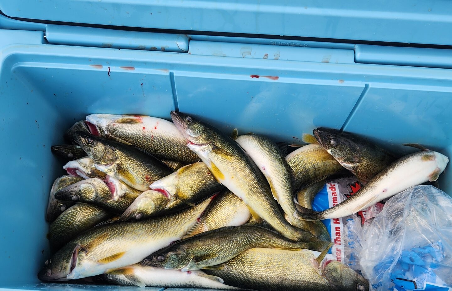Fresh caught walleye fish in blue cooler from Lorain Ohio fishing trip
