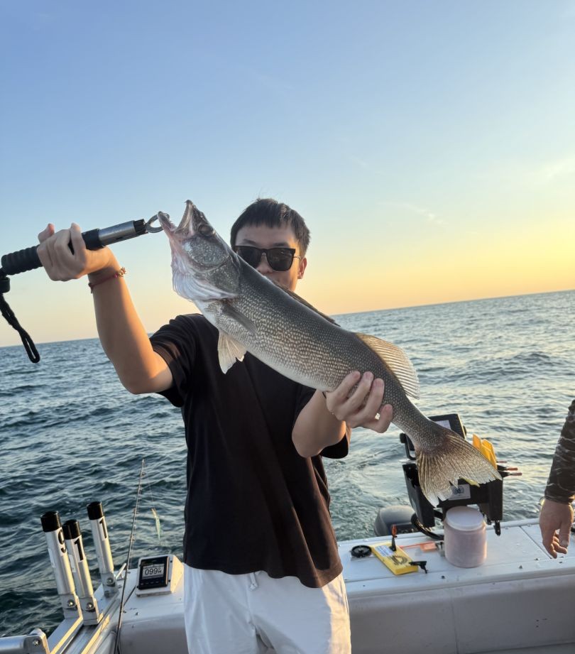 Fresh walleye caught during fishing trip on Lake Erie near Lorain Ohio