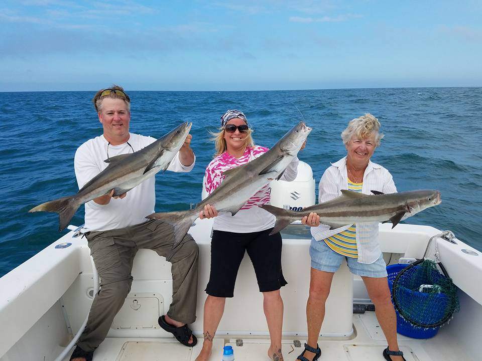 Three big cobia fish caught while fishing in Marathon, Florida