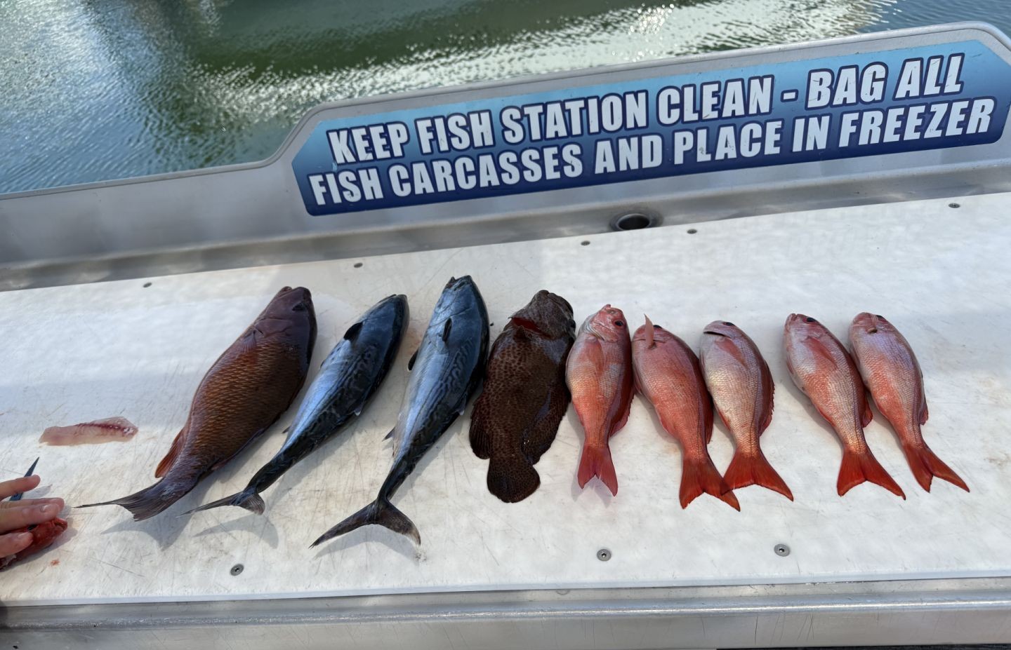 Fresh caught fish displayed on boat cleaning station in Shalimar FL including Little Tunny and red snapper
