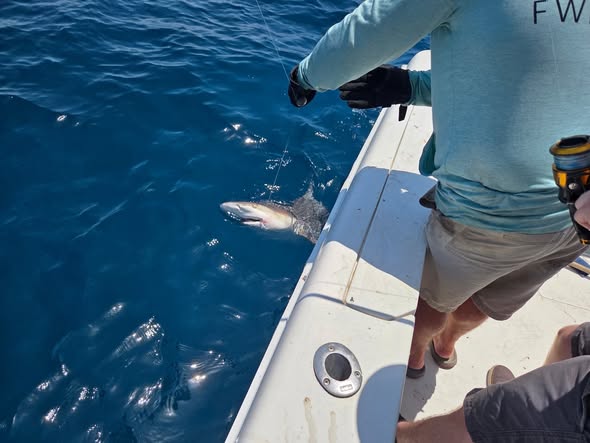 Shark swimming near fishing boat in blue ocean waters off Shalimar FL