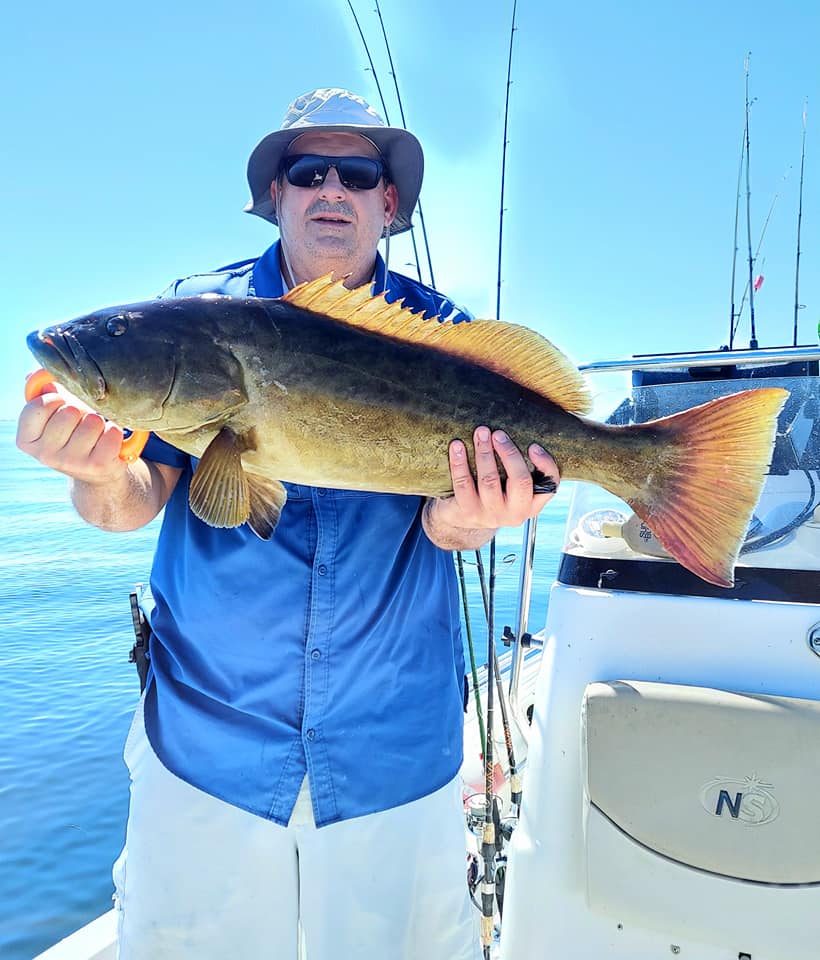 Gag grouper, a big fish caught in FL