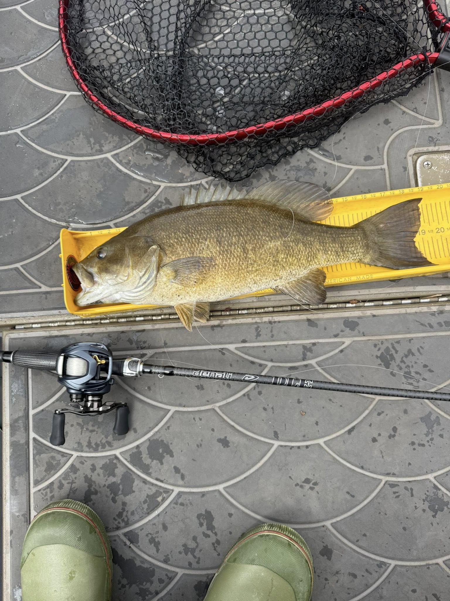 Smallmouth bass caught fishing in Harrisburg PA displayed on yellow measuring board with fishing rod and net