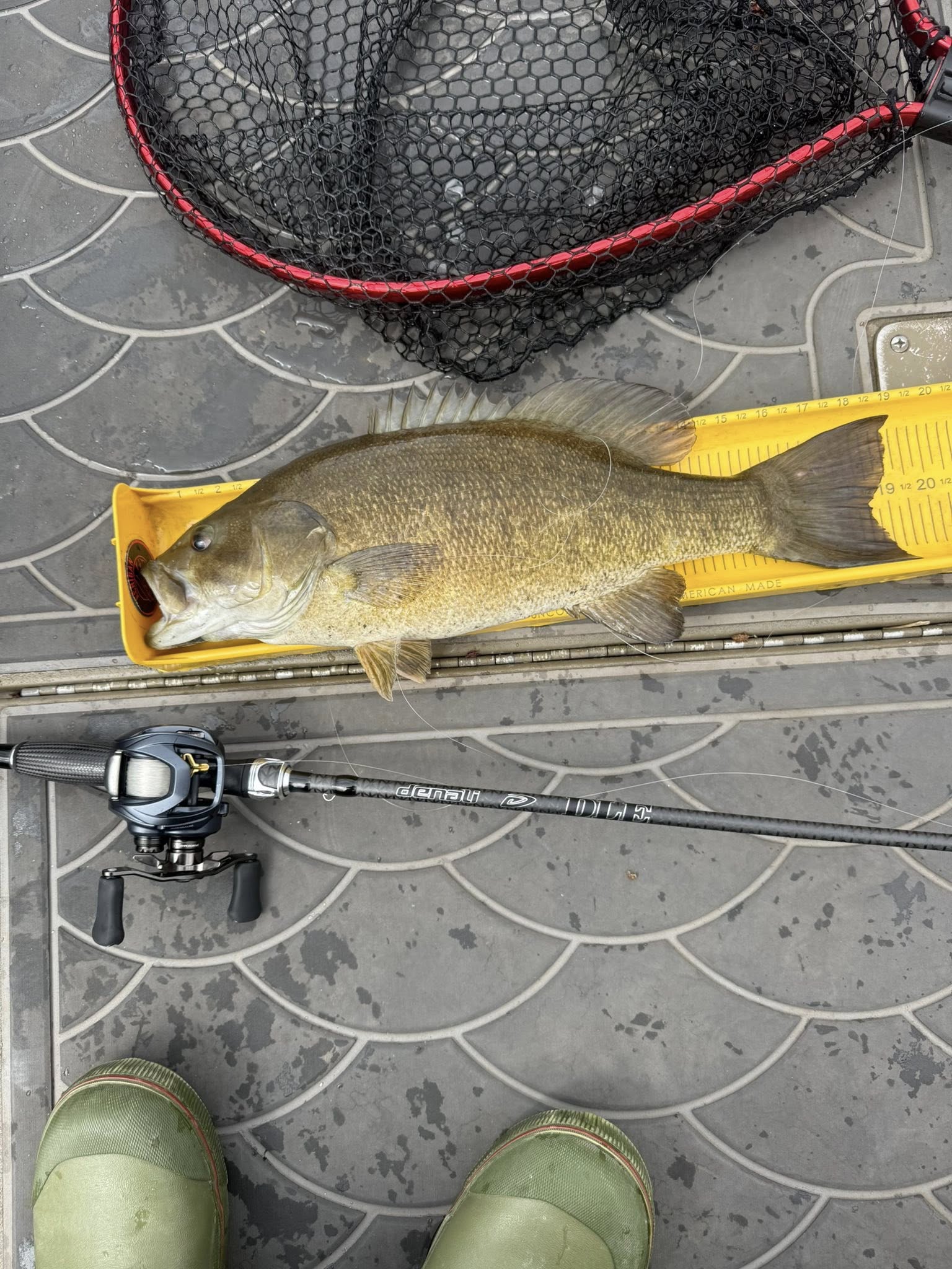 Smallmouth bass caught fishing in Harrisburg PA displayed on measuring board with fishing rod and net