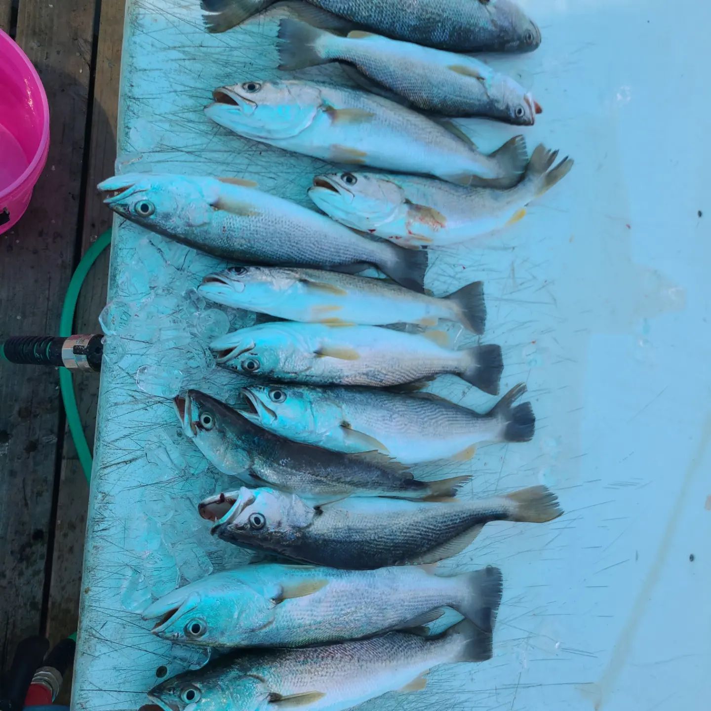9 Atlantic Croaker fish caught while fishing in Orange Beach