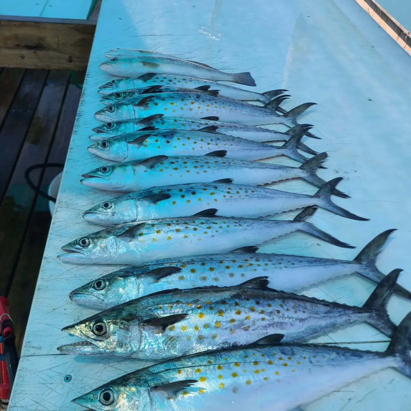 5 Mahi Mahi, King Mackerel, and Spanish Mackerel fish caught while fishing in Orange Beach
